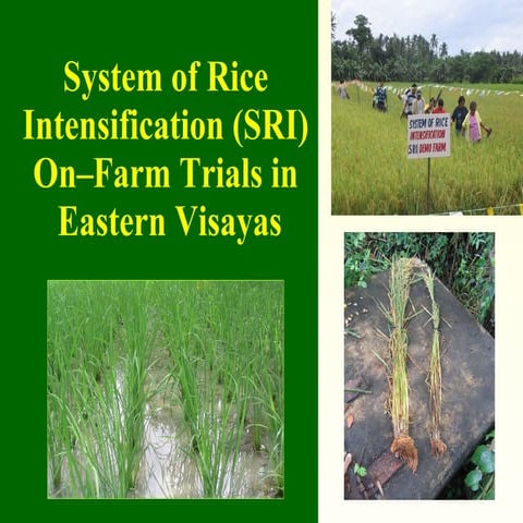 0630 System of Rice Intensification (SRI) On–Farm Trials in  Eastern Visayas