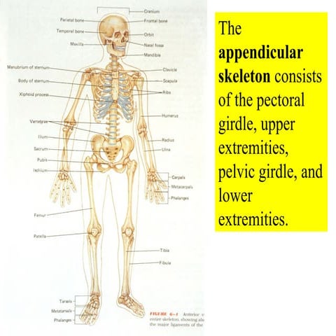 06 Appendicular Skeleton   Pectoral Girdle And Upper Limbs