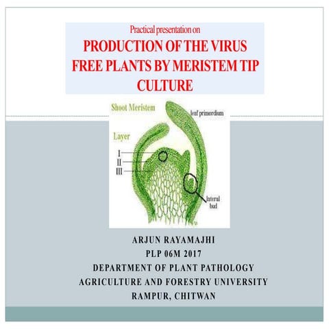 Meristem tip culture for the production of the virus free plants