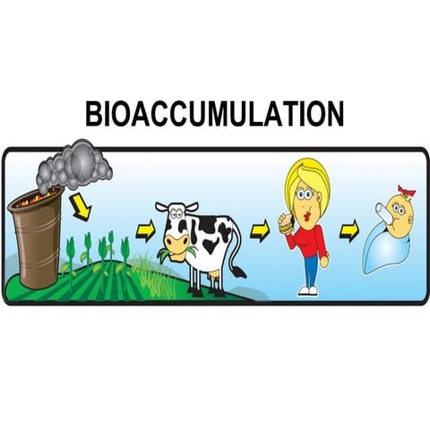06 bioaccumulation