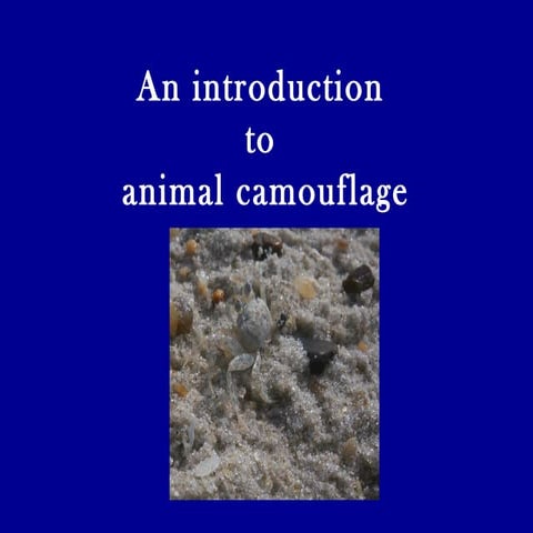 Understanding Camouflage