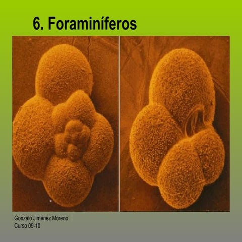 Foraminiferos