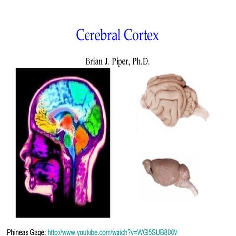 Introductory Psychology: Cerebral Cortex