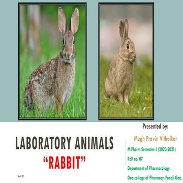 Rabbit as a Laboratory Animal.