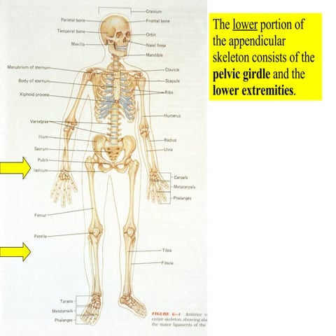 07 Appendicular Skeleton   Pelvic Girdle And Lower Limbs