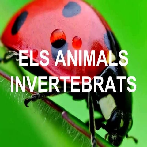 Els animals invertebrats