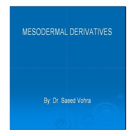  mesoderm derivatives 