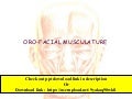 Muscles of mastication and face