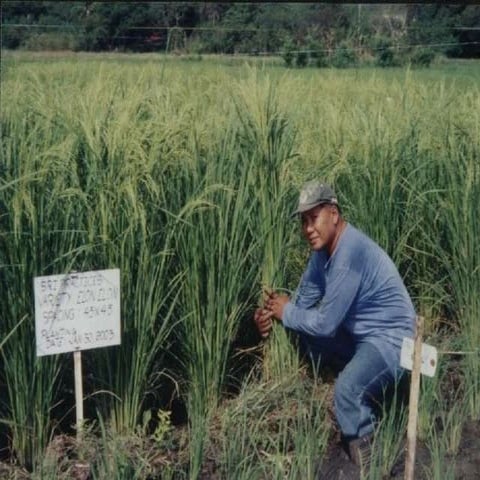 0432 The Effect of Seedling Age, Spacing, Yield Season on Phyllochron, Yield ...