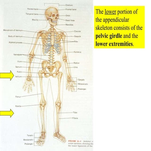 07 Appendicular Skeleton   Pelvic Girdle And Lower Limbs