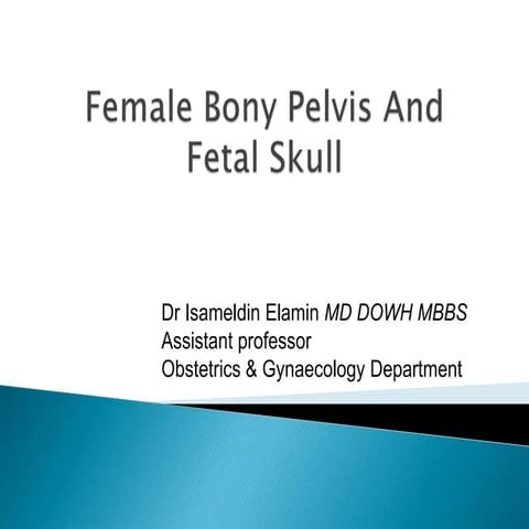 07 female bony pelvis and fetal skull isam