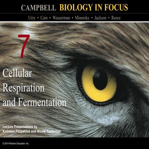 Biology in Focus - Chapter 7