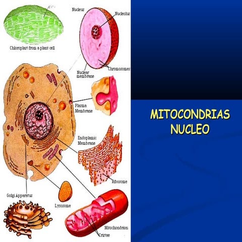 Mitocondrias Nucleo | PPT