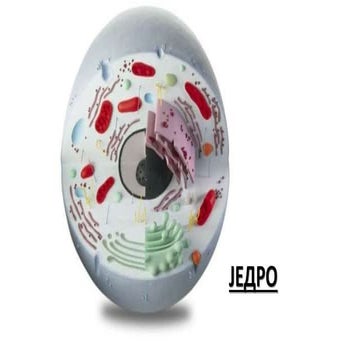 08 Једро.ppt