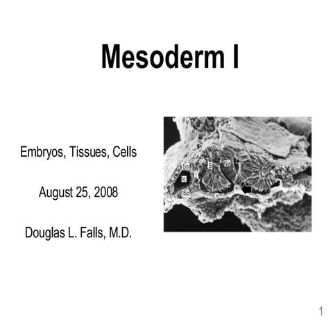 Mesoderm I