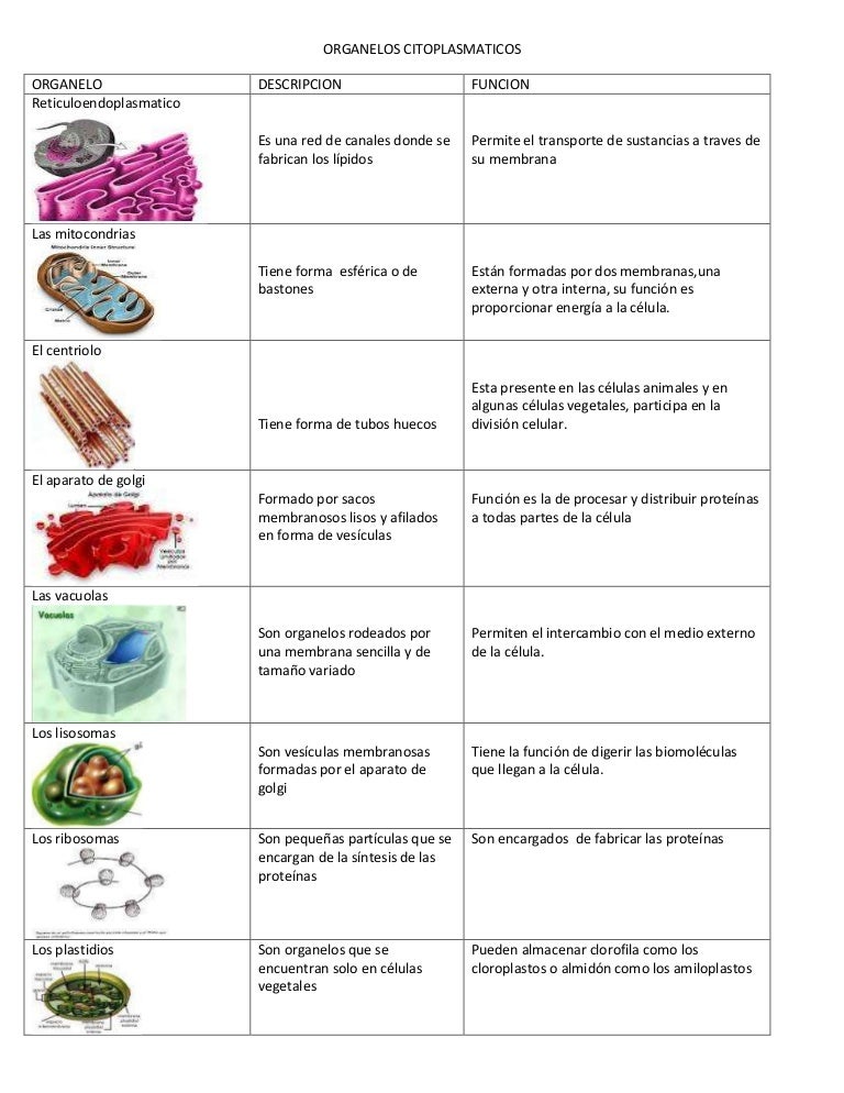 Funciones De Los Organelos De La Celula Compartir Celular