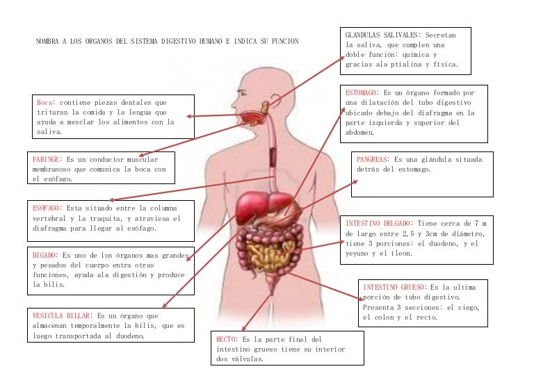 08dd4f Digestion Humana Ponce Alosilla2b