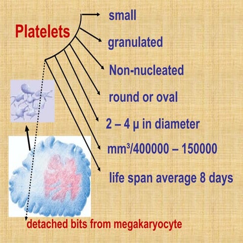 Blood #5, Platelets & Hemostasis - Physiology