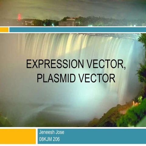 08 Kjm206 Expression Vector, Plasmid Vector