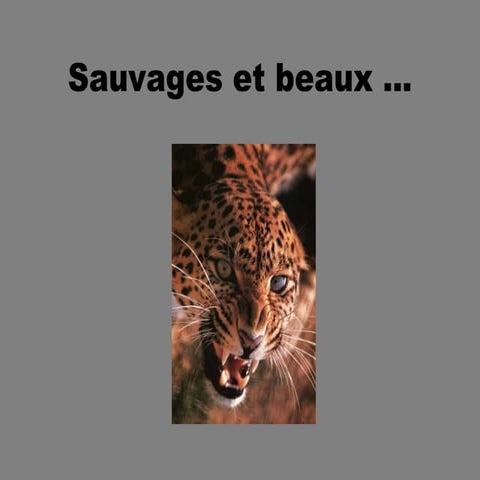 08 Sauvages Et Beaux