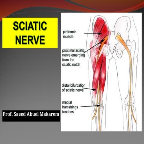 08Anatomy of the  SCIATIC NERVE and it formation