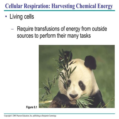 09  cellrespiration text