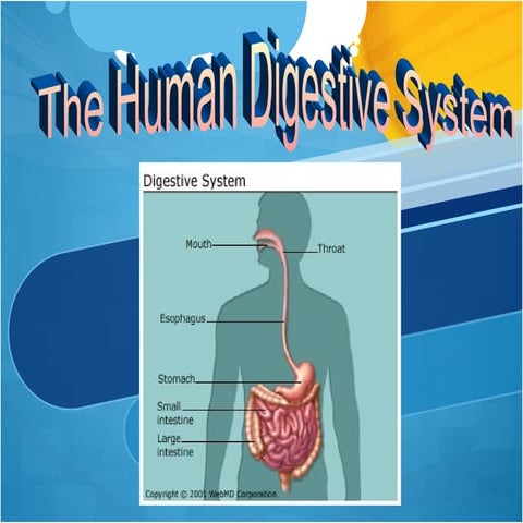 09 digestive-system