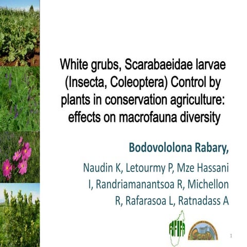 White grubs, Scarabaeidae larvae (Insecta, Coleoptera) control by plants in C...