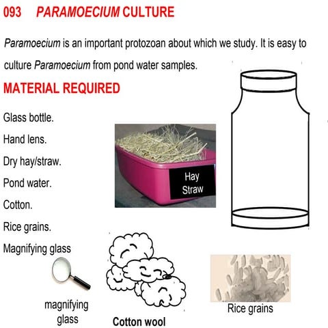 093 paramoecium culture