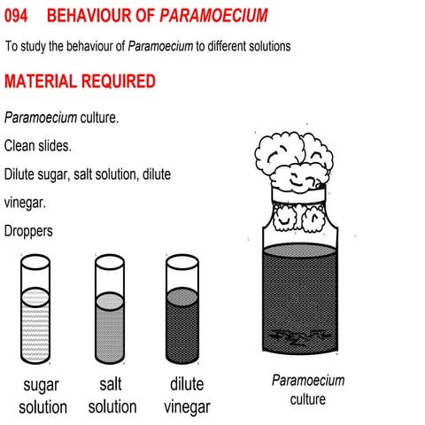 094 behaviour of paramoecium