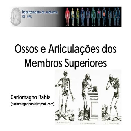 ossos e articulações dos membros inferiores