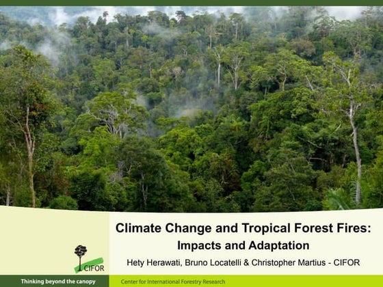 Forests, fire and climate change dynamics