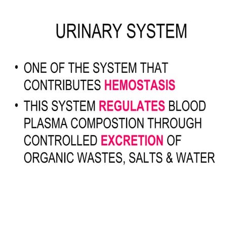 09 urinary system