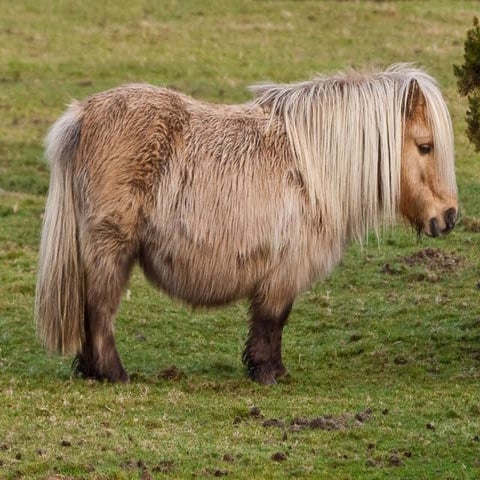 Seizing the gift horse: working across the university on information literacy...