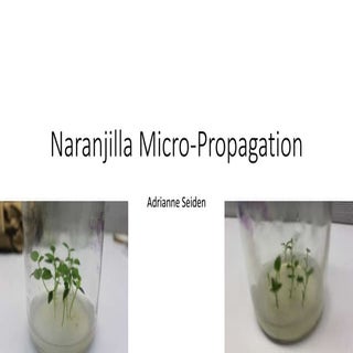 Naranjilla Micro-Propagation