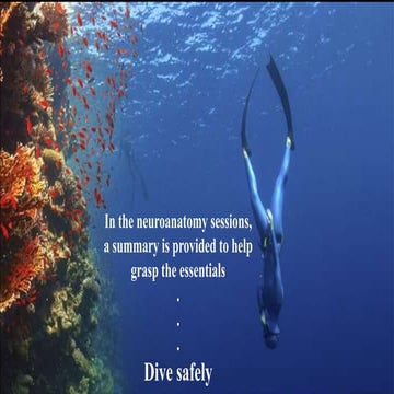 Concepts of neuroanatomy / Concepts of neuroanatomy .pdf