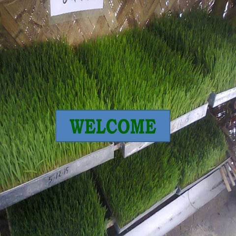 Thessis presentation