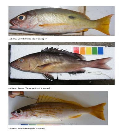 Lutjanus fulviflamma | PDF