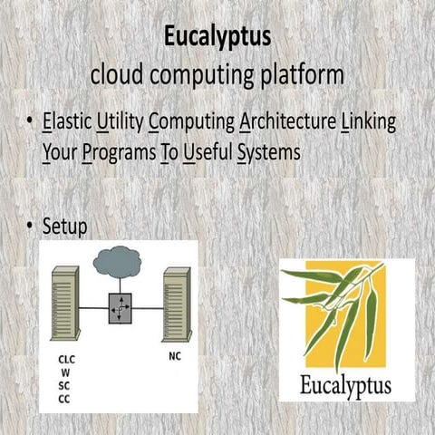 Eucalyptus_en