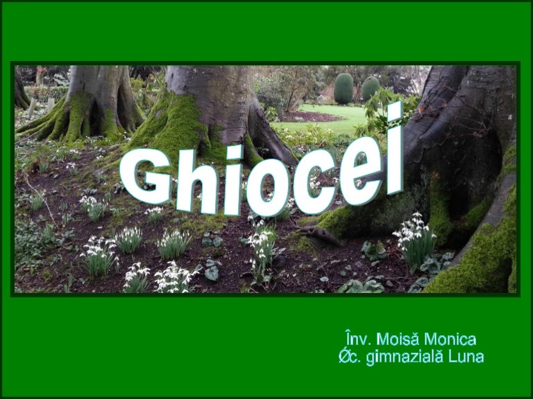 Ghiocei Ppt
