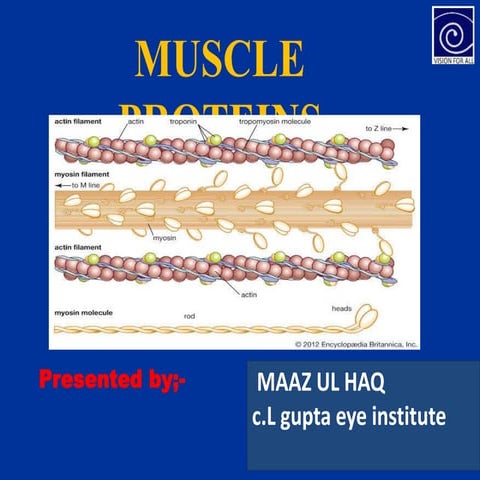 muscle protein