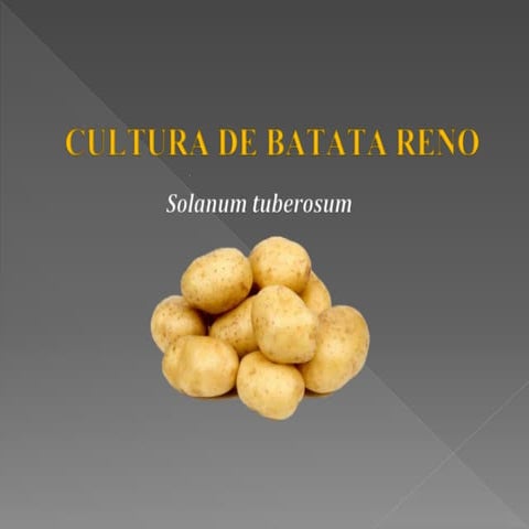 Apresentação em slide shows de como produzir batata reno | PPTX