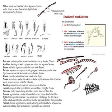 Comprehensive Guide to Insect Antennae Types and Their Characteristics ...