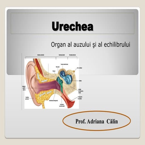 0_urechea. alcatuirea interna si externa
