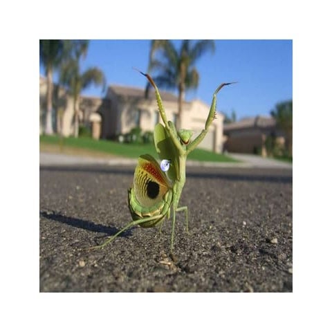 beautiful of animals