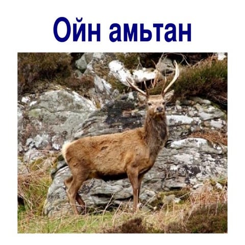 ойн амьтан үзүүлэн 1 | PPT