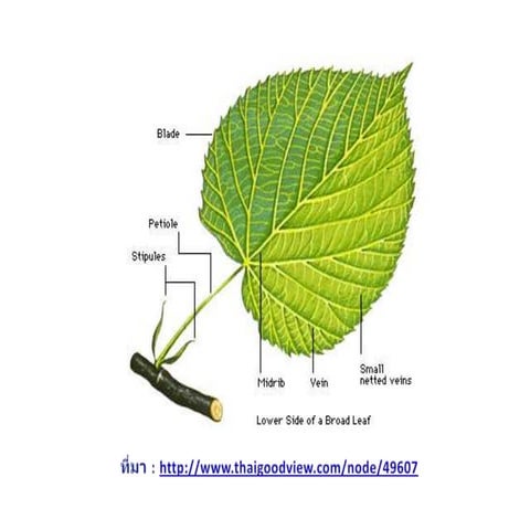 leaf | PPTX