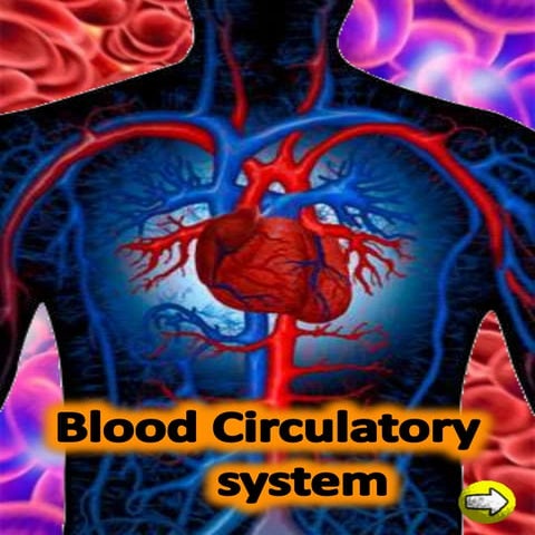 blood circulatory system