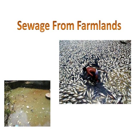 Factory Farming And The Impact On The Environment | PPT
