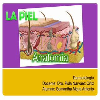 Anatomía de la piel